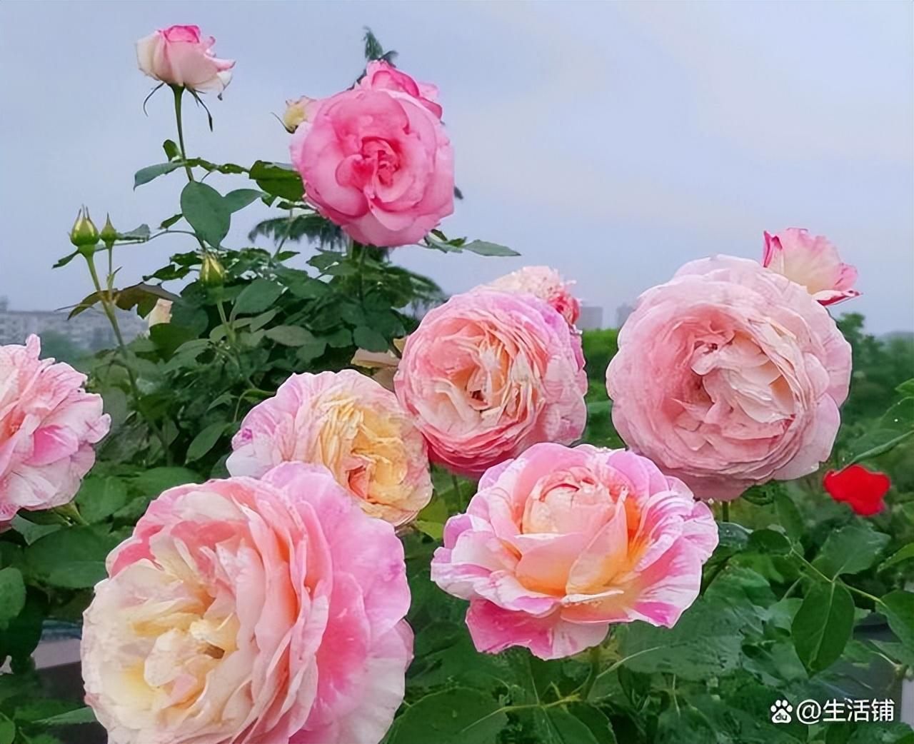 月季花的养殖方法和注意事项(最好养大型绿植)