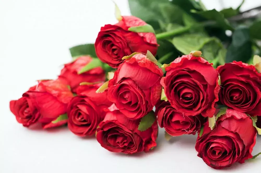 红玫瑰的花语和寓意代表什么意思(玫瑰花语大全)