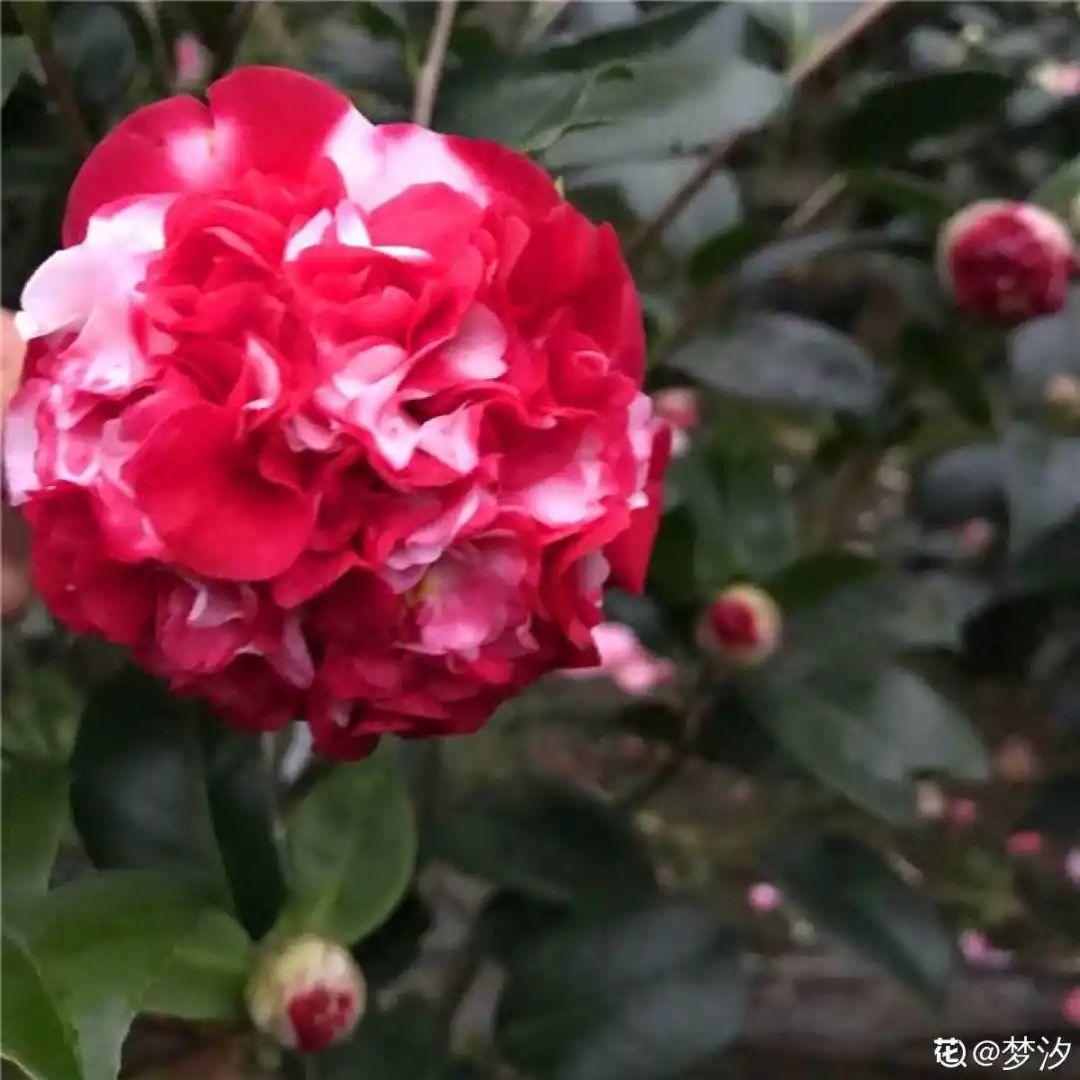 耐寒宿根花卉有哪些种类(能过冬的室外耐寒绿植)