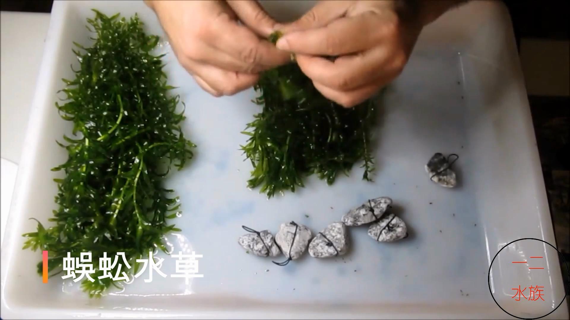 水草怎么养(常见水生植物品种)