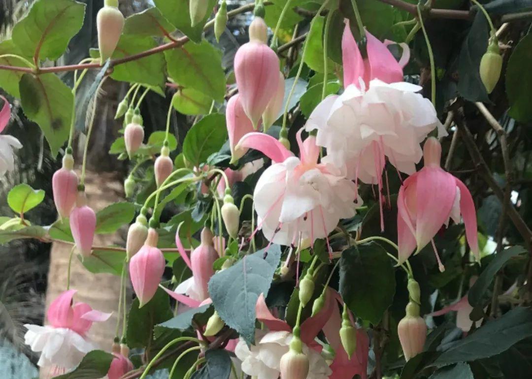植物倒挂金钟的养殖方法(扦插倒挂金钟的方法)