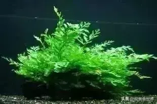 水草种类及名称(常见水草种类大全)