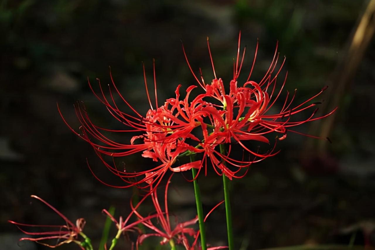 曼陀罗华的寓意和象征(种植曼陀罗花的技巧)