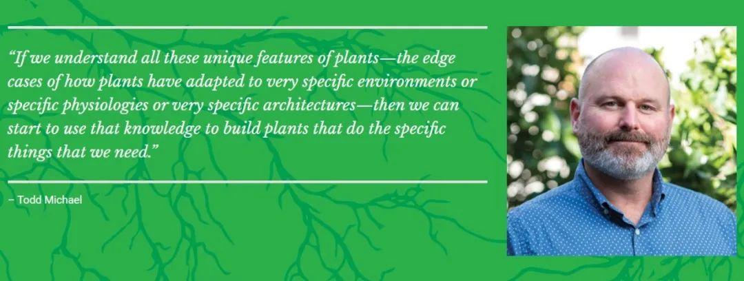 拟南芥是什么植物(关于拟南芥的研究价值)