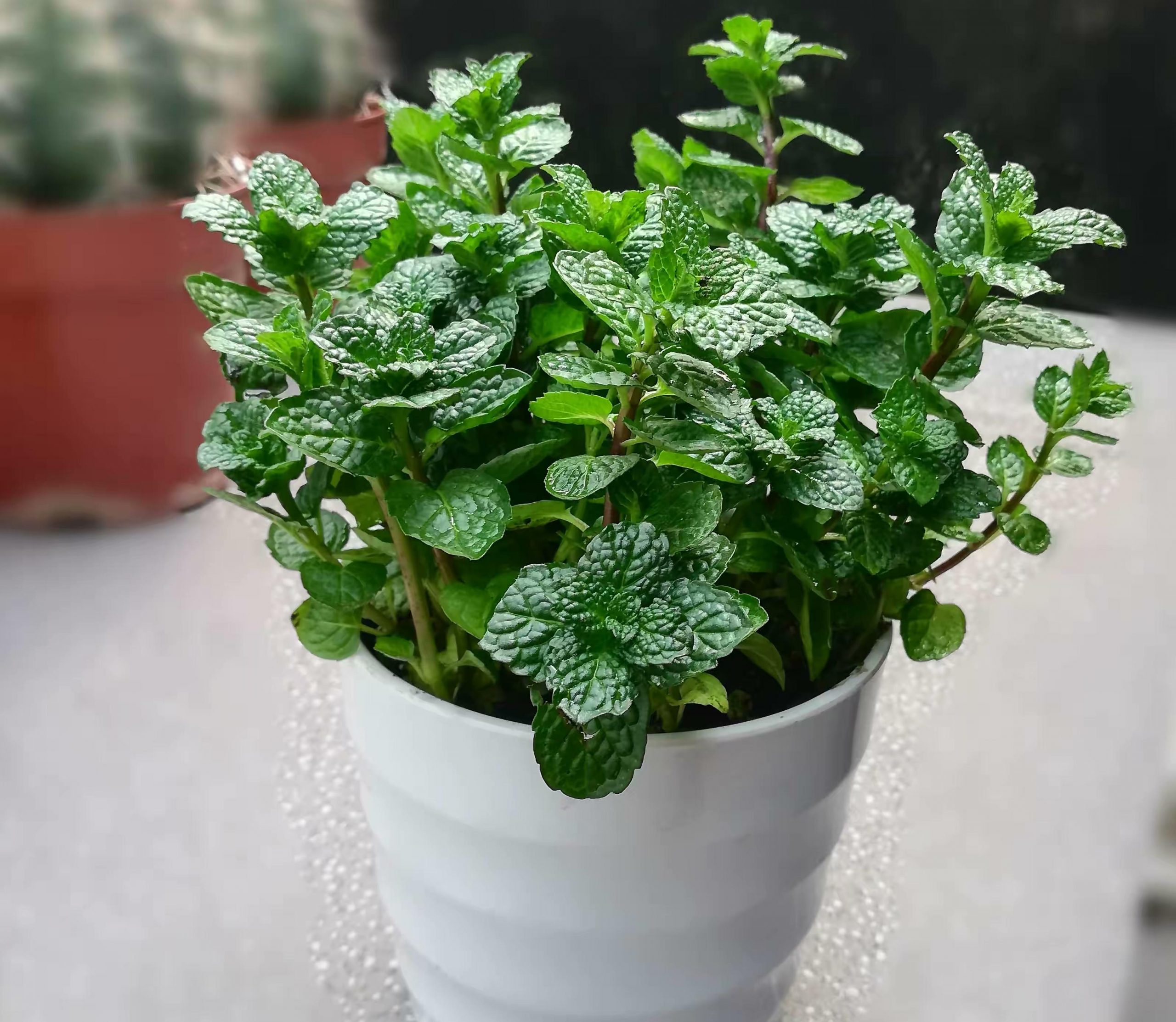 驱蚊植物哪种最好(驱蚊植物排行榜)