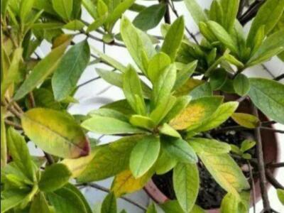 花叶子发黄怎么解决方法(详解花叶子变黄了的原因)
