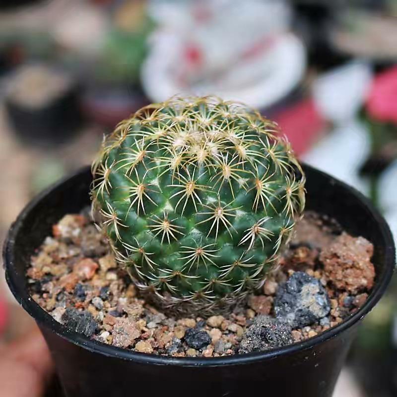 植物盆栽怎么养殖(适合家里养的盆栽植物)