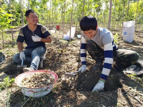 贝母兰开花时间多长(了解贝母兰的种植方法)