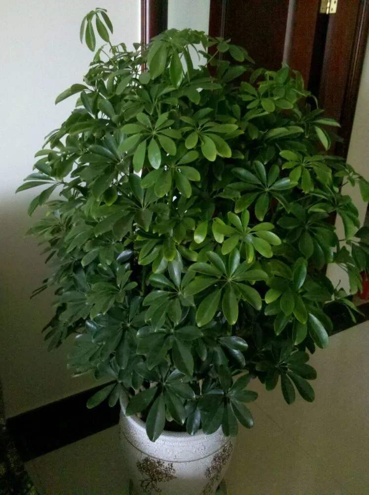 热带植物有哪些种类(常见热带植物图片及名称)