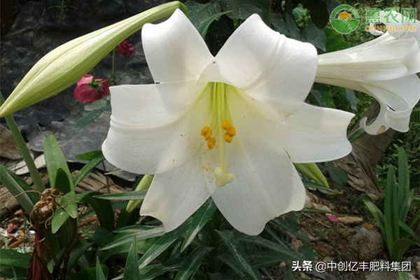 百合种球种植方法和时间(了解百合的种植过程)