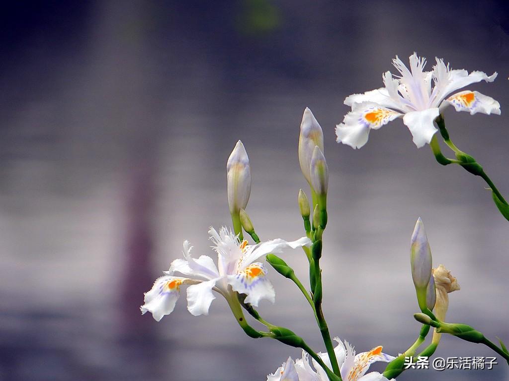 尾花鸢尾花语是什么(鸢尾花在中国寓意)