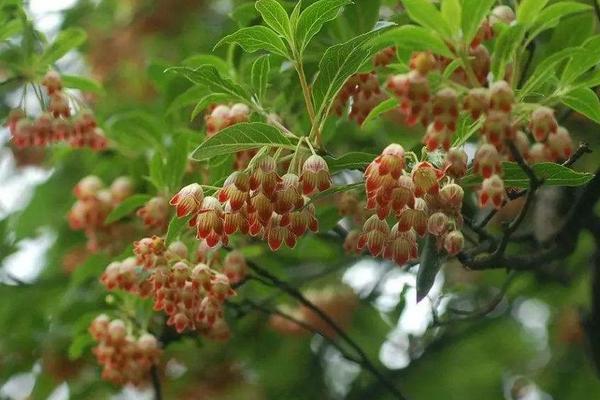树萝卜的养殖方法(分享种植树萝卜的技巧)