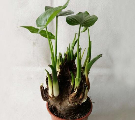 滴水观音吸甲醛吗(吸甲醛的绿植排名)