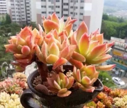 多肉盆栽怎么种植方法