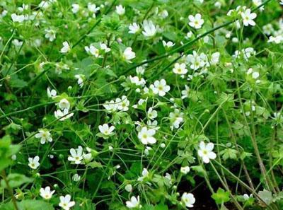 常见野草的种类(农村常见的植物名称)
