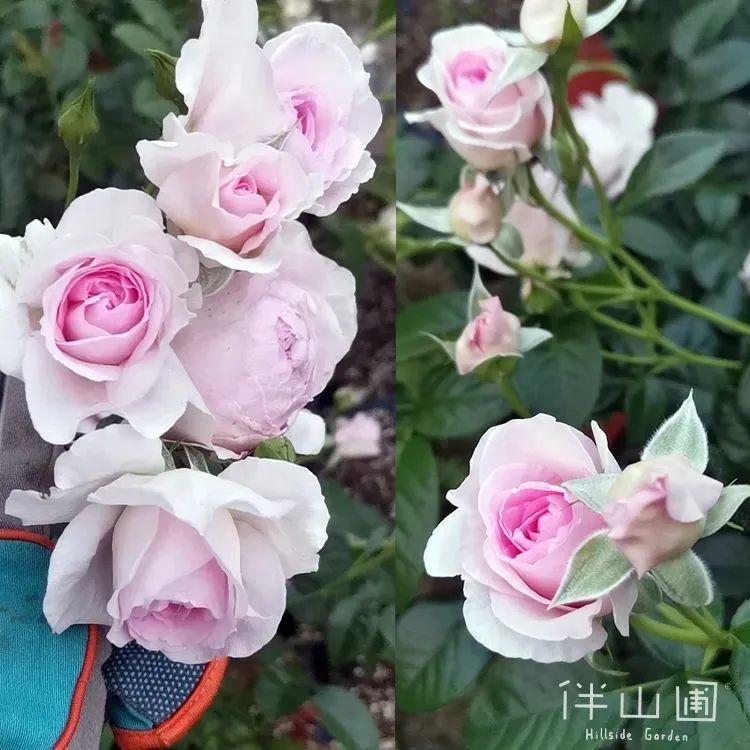 奶油龙沙月季优缺点(大型灌木月季的品种)