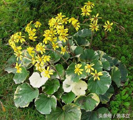 大吴风草耐寒多少度(大吴风草种植方法)