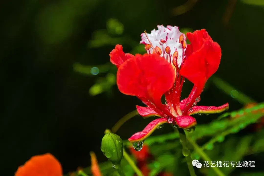 凤凰花花语是什么意思(讲解凤凰花的文化知识)