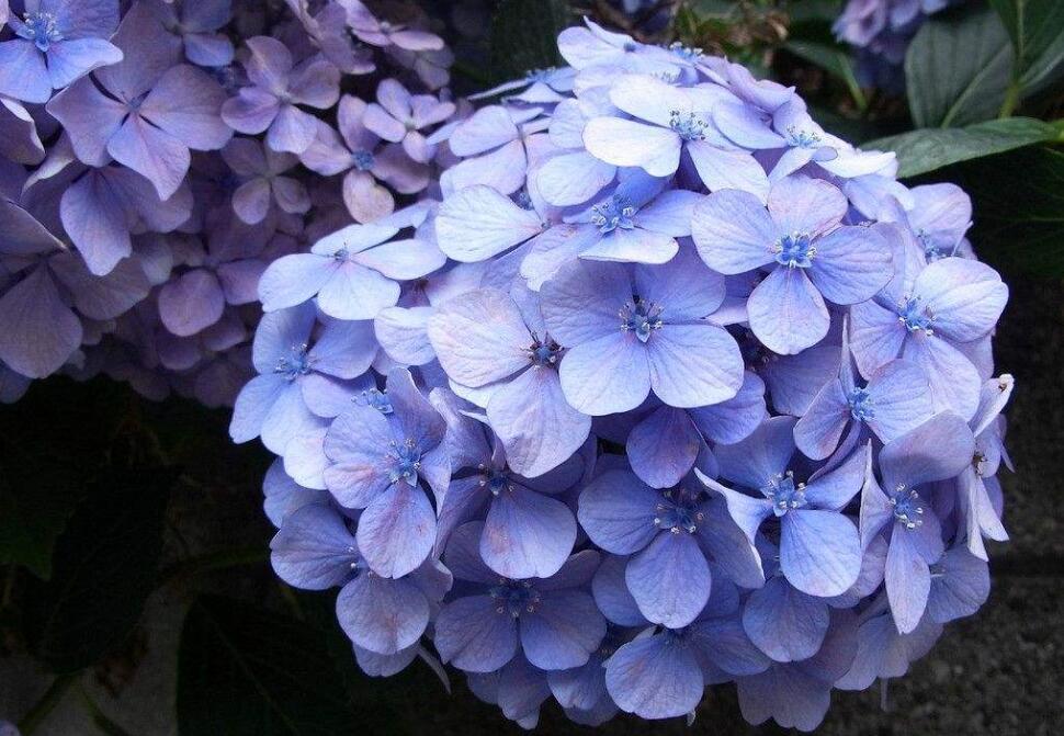 紫色绣球花的寓意是什么意思