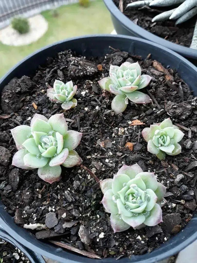 多肉植物新手种植入门教程(种植多肉的方法和注意事项)