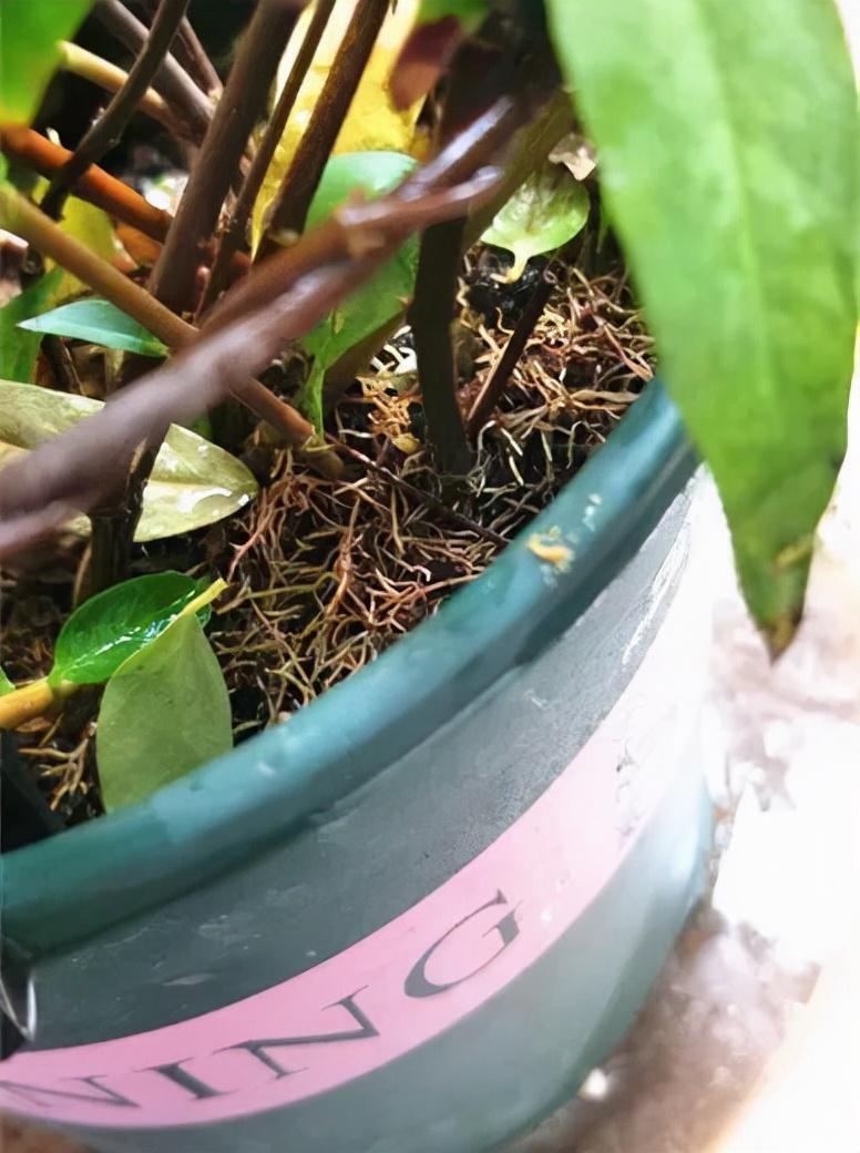 法国香水藤茉莉怎么养(室内最好养的喜阴绿植)