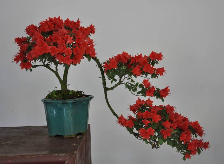 杜鹃花有香味吗怎么养(关于杜鹃花有香味的品种)