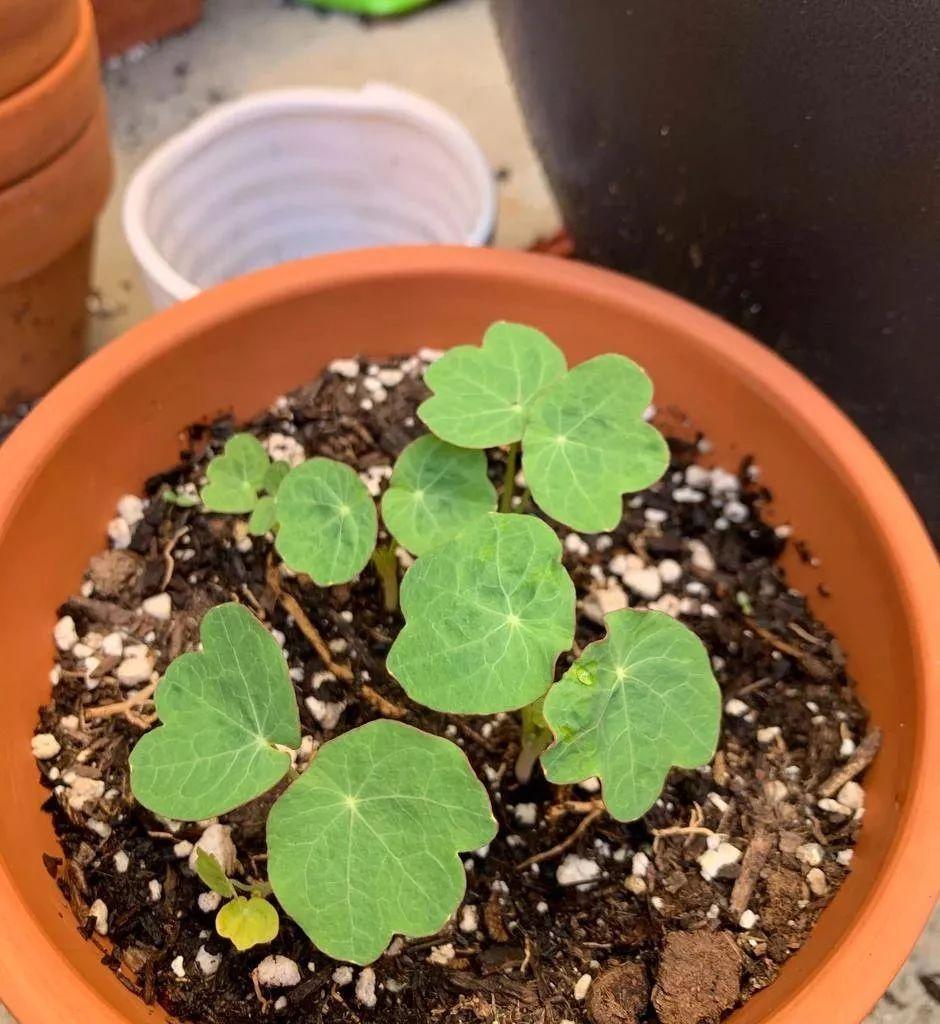 旱金莲种植方法和时间(旱金莲的养护技巧)
