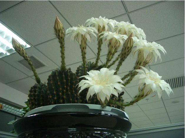 仙人球草球有哪些品种的(耐寒仙人球品种推荐)