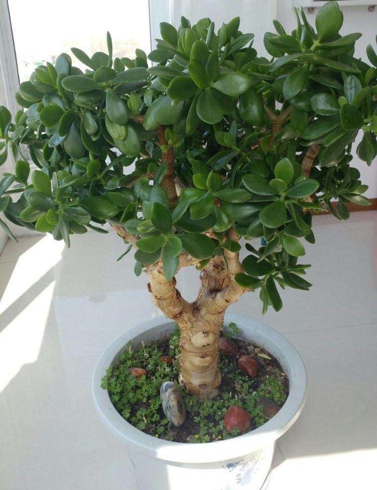 家里养什么花好养活(吸甲醛最快最有效的植物)