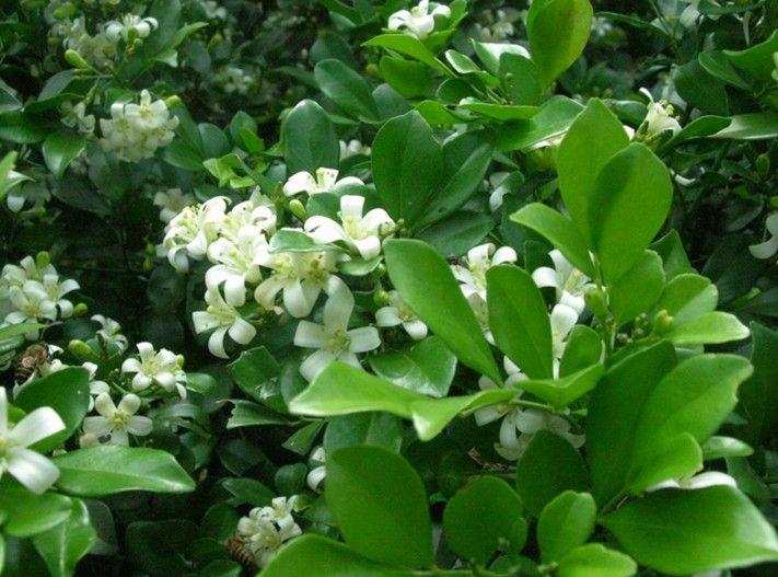 白色的花有哪些及花名(常见的白色花品种)