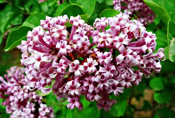 丁香花是什么颜色的(详解丁香花品种简介)