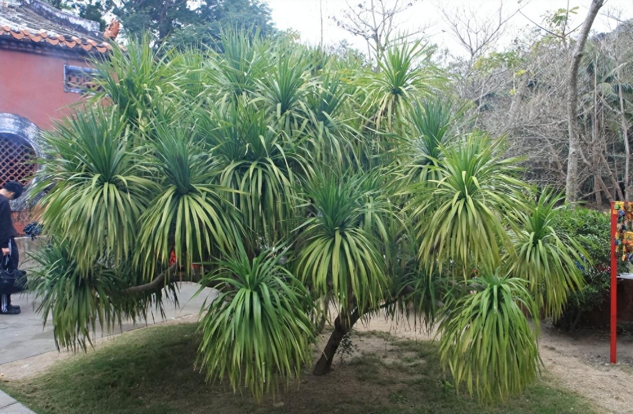 室内盆景植物有哪些品种