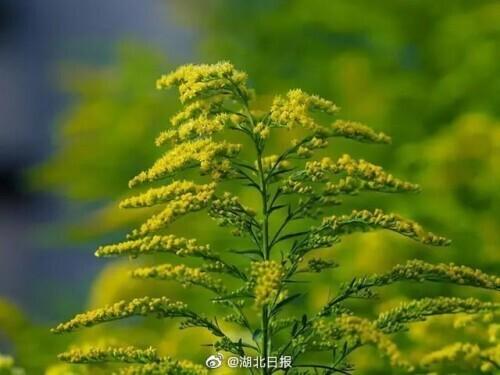 加拿大一枝花什么时候开花(详解加拿大一枝黄花分布范围)