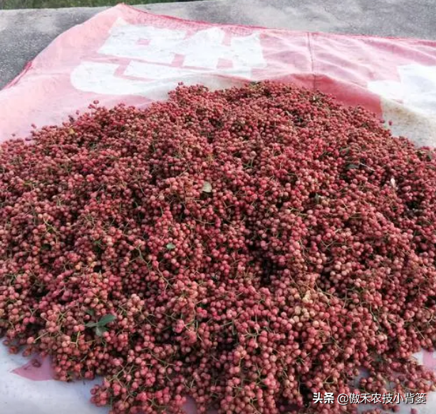 花椒树的种植方法(详解花椒种植技术)