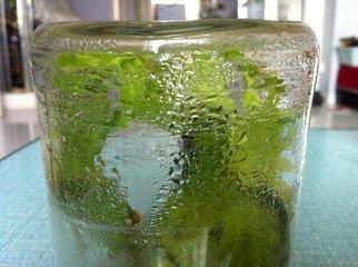 植物的呼吸作用的意义(晚上释放氧气的植物排名)