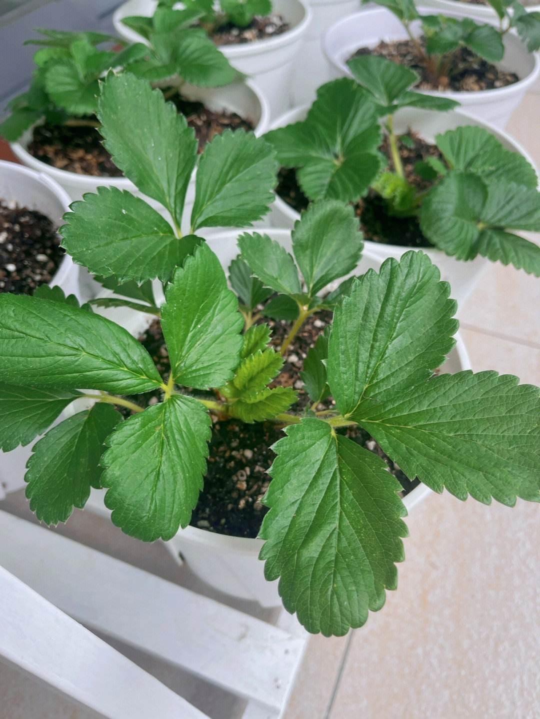 家庭种草莓的方法有哪些