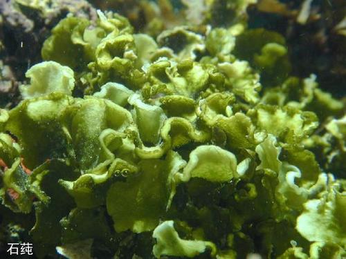 海生藻类是植物吗(海洋藻类简介)