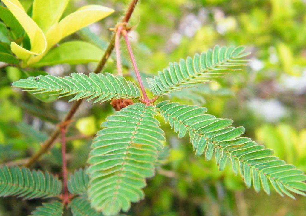 在家里含羞草好养吗(最适合室内养的花)