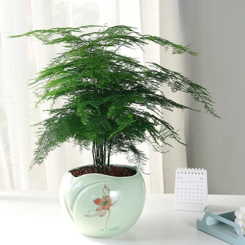 植物盆栽怎么养殖(适合家里养的盆栽植物)