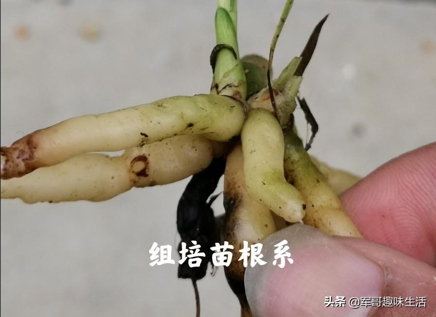 组培苗的优点和缺点(植物组培快繁技术)