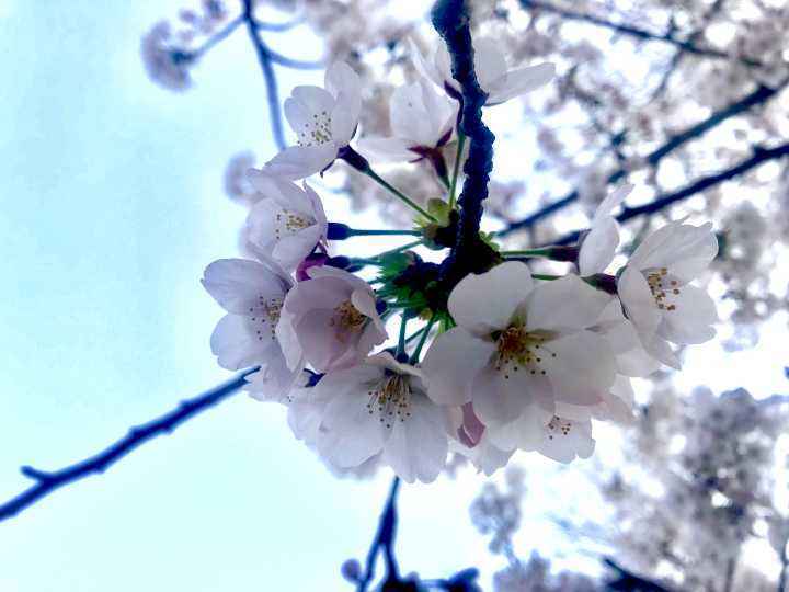 春天有哪些花开放(了解春天最具代表性的花)