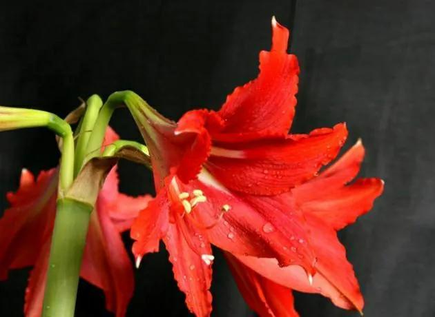 红色的花有哪些名称(红色花植物名大全)