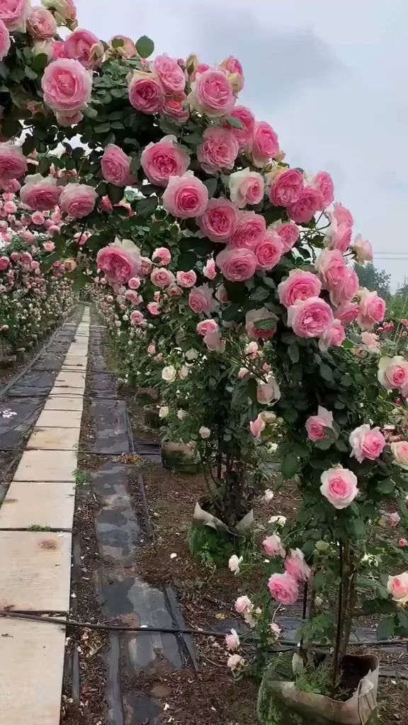 龙沙宝石爬藤月季怎么养(最好看爬藤月季品种)