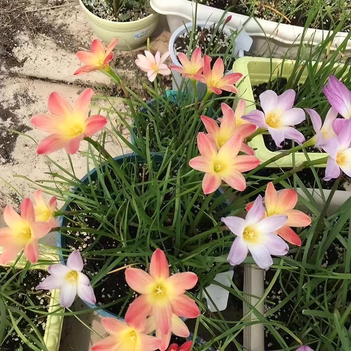 风雨兰什么时候开花最佳(关于风雨兰的养殖方法和注意事项)