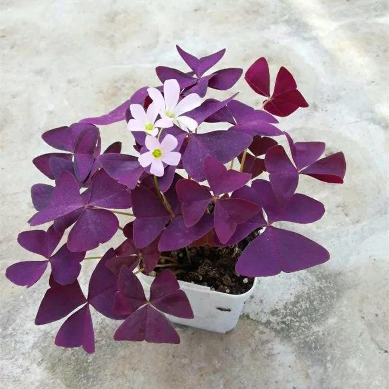 农历8月开什么花(6到8月适合种植的花卉)