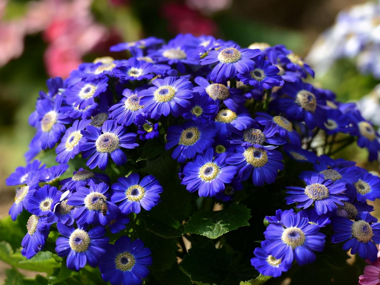 瓜叶菊的特点(适合冬季室外种植的花卉)