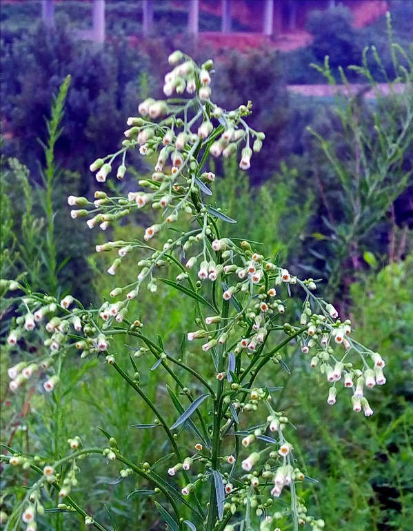 常见野草的种类(农村常见的植物名称)