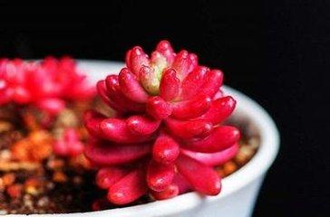 植物的呼吸作用的意义(晚上释放氧气的植物排名)