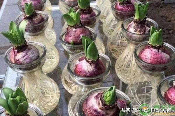 水培风信子要不要晒太阳