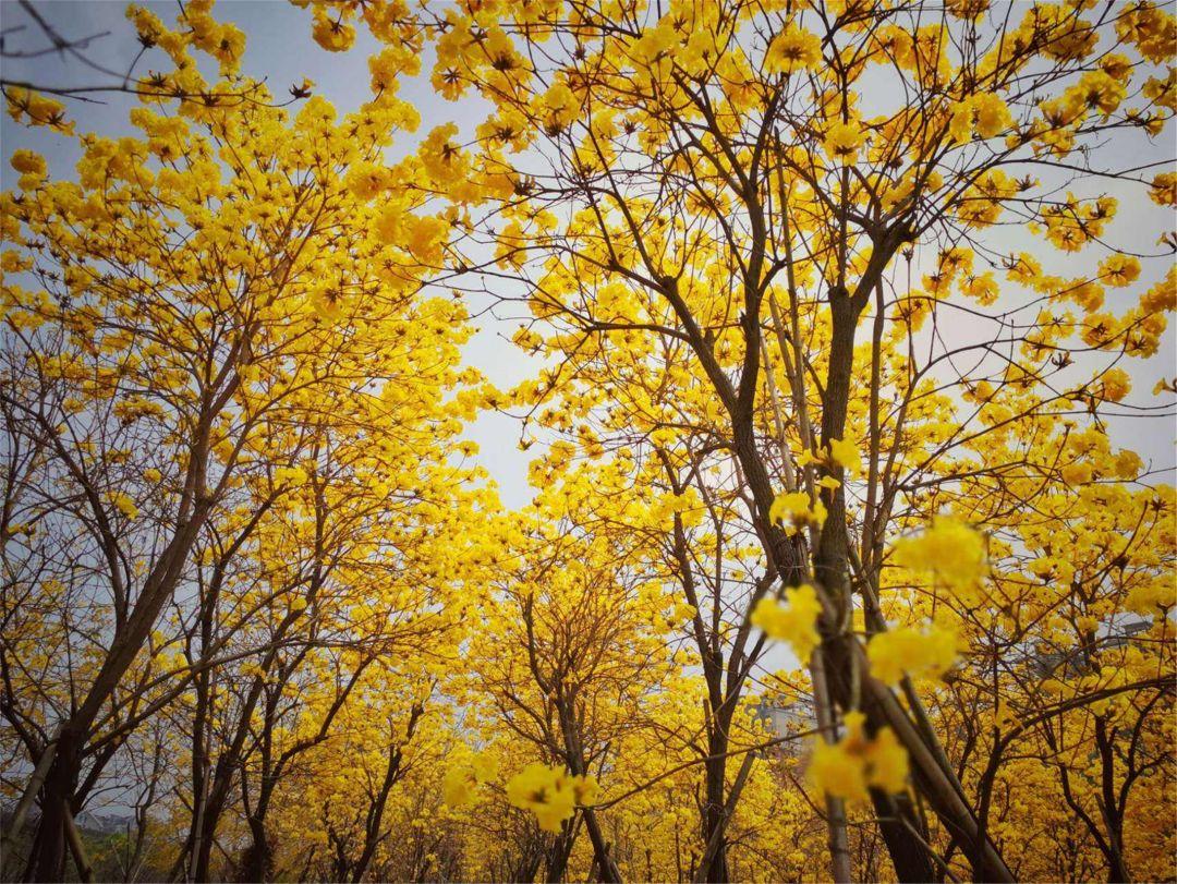 黄花风铃木花期多少天(路边绿化开黄花的树)